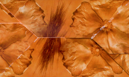 УКРОПА ПЛОДЫ 50г  Фармгрупп